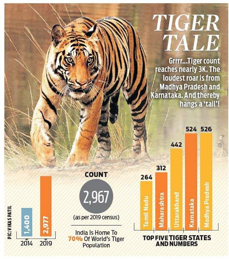 tiger-numebers